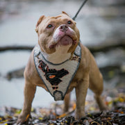 The “Dragon's Eye” Harness LIMITED! 