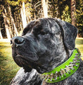 Load image into Gallery viewer, 'Predator'' collar in Green
