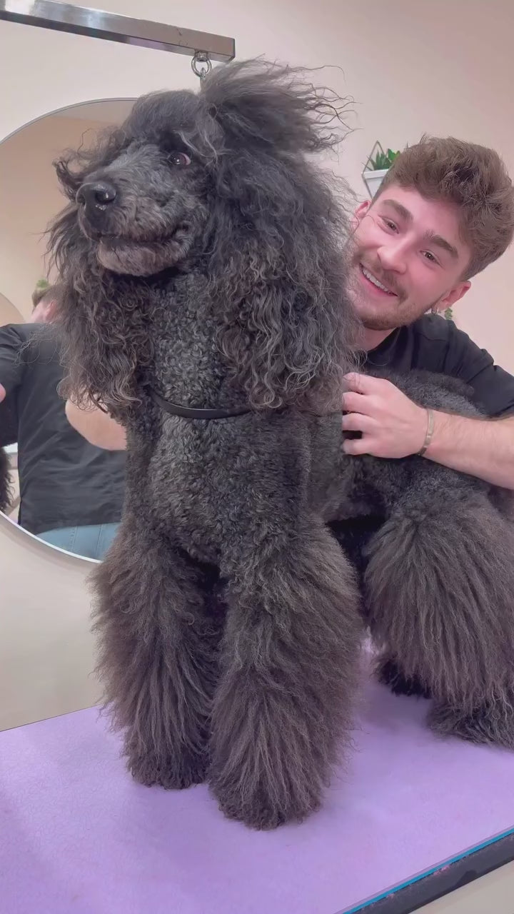 Dog Grooming video Southlake Paws