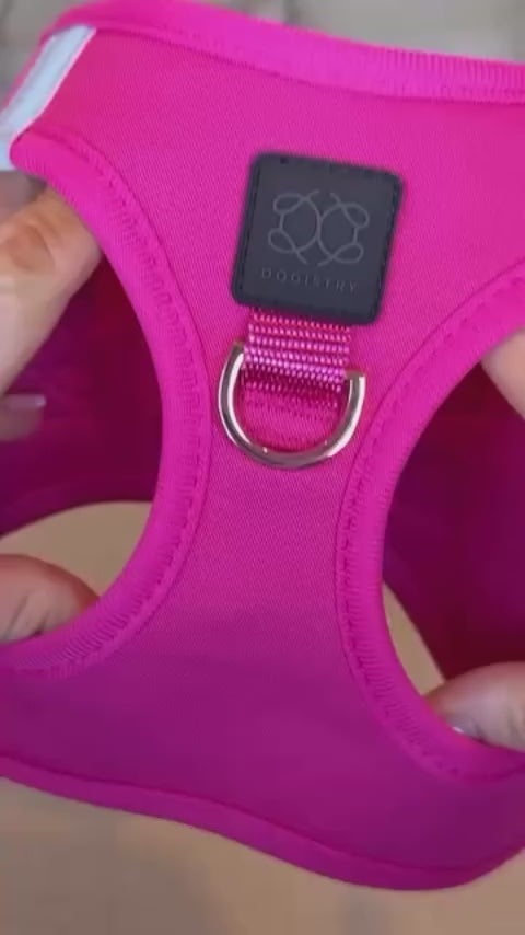 Southlake Paws Instagram Video Pink Harness