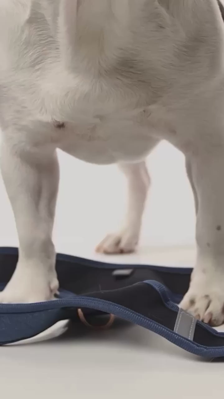Dog going for a walk with a harness 