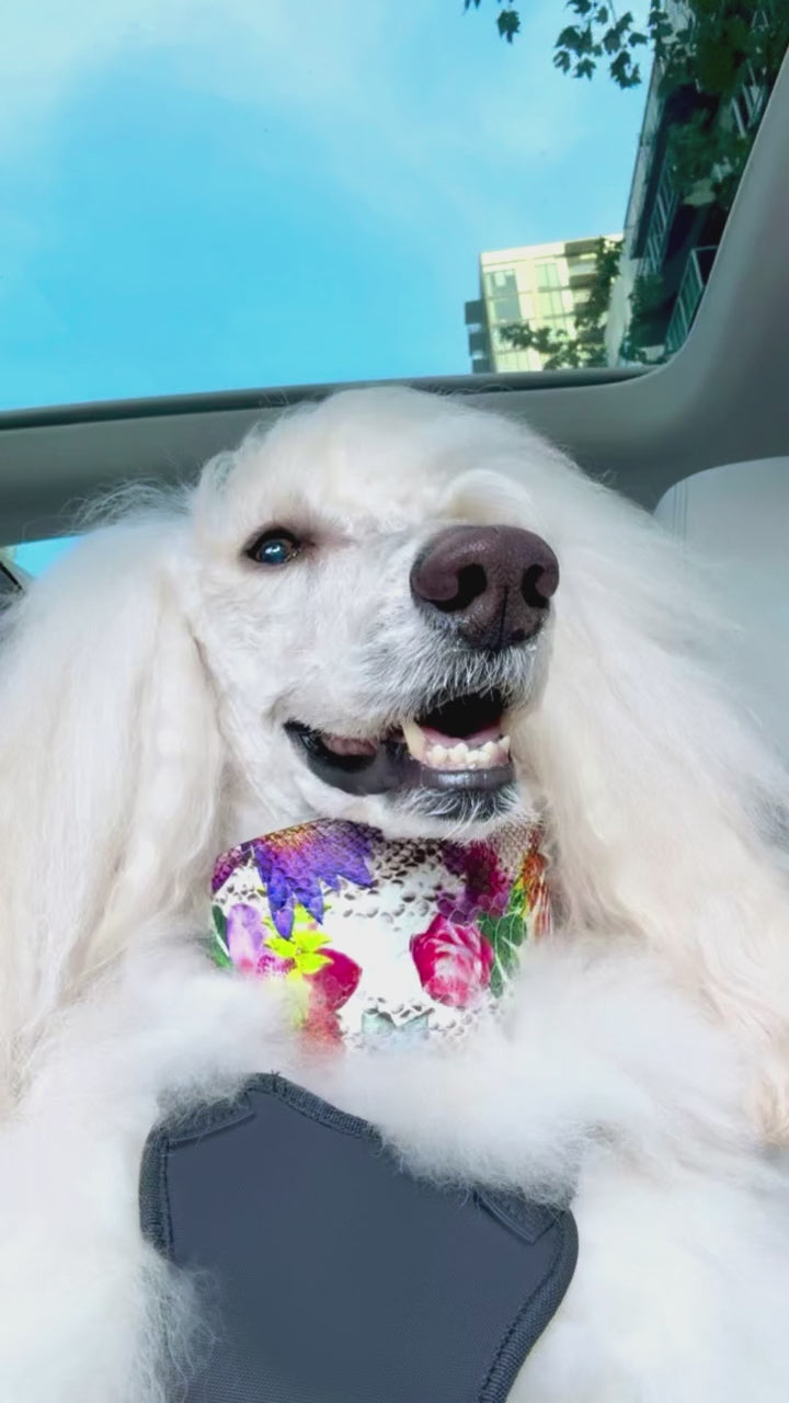 Southlake Paws Dog Video 