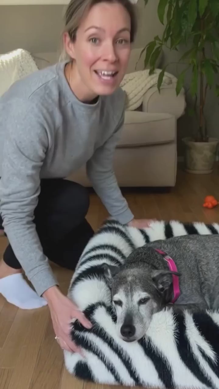 Southlake Paws Instagram Video Dog Beds