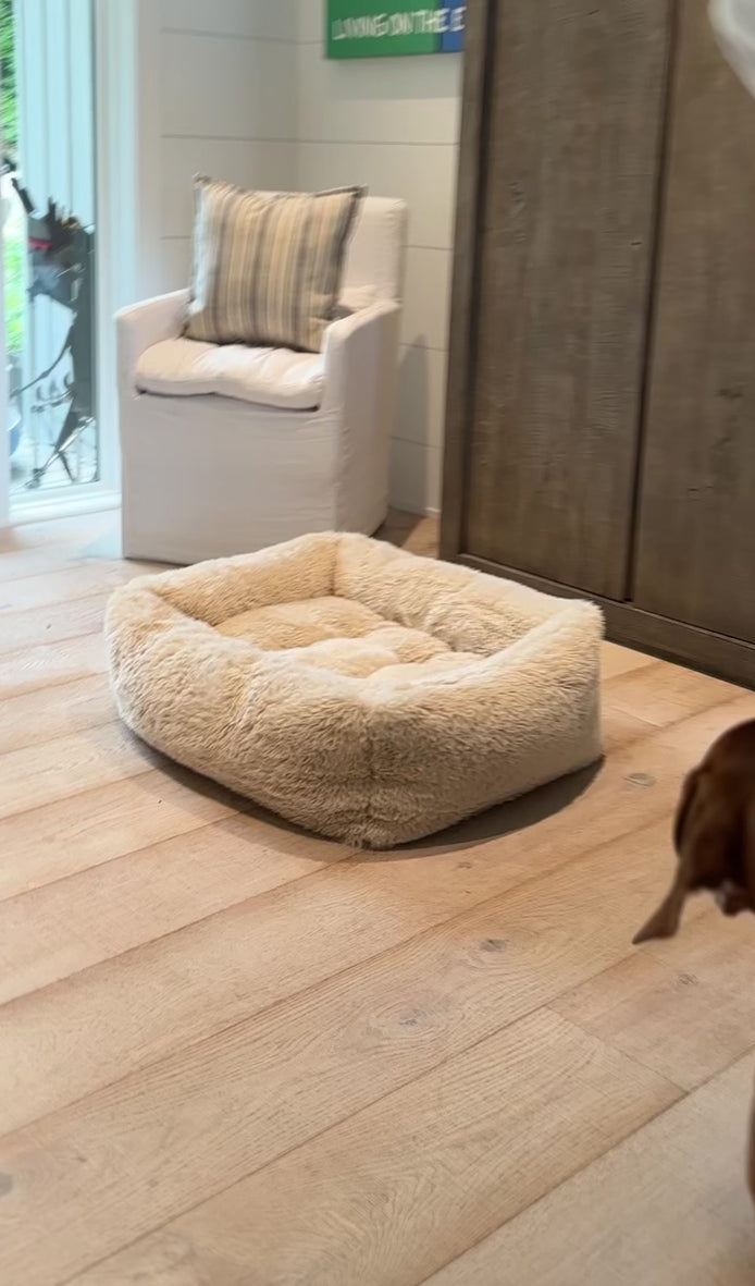 Southlake Paws Instagram Video Dog bed