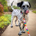 Load image into Gallery viewer, Rainbow Pride Dog Collars, Leads, and Bows
