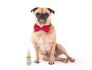 Grapeseed Oil Paw & Nose Revitalizer 