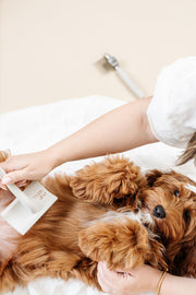 Pup Parent Essentials 