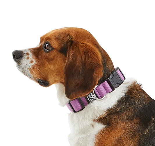 Dog Collar.