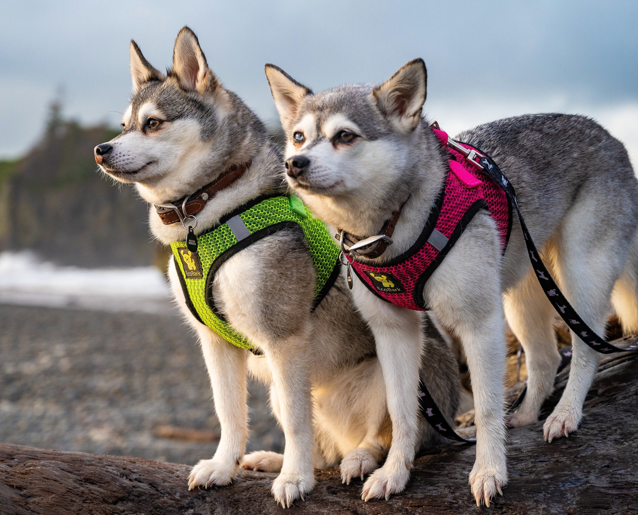 EcoBark Step In Dog Harness - XXXS to Small Breeds- Reflective Soft Mesh Harness for Teacup, Small Dogs and Puppies / Neon Green Sport