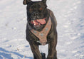 Load image into Gallery viewer, The "Aztec" Grey Harness
