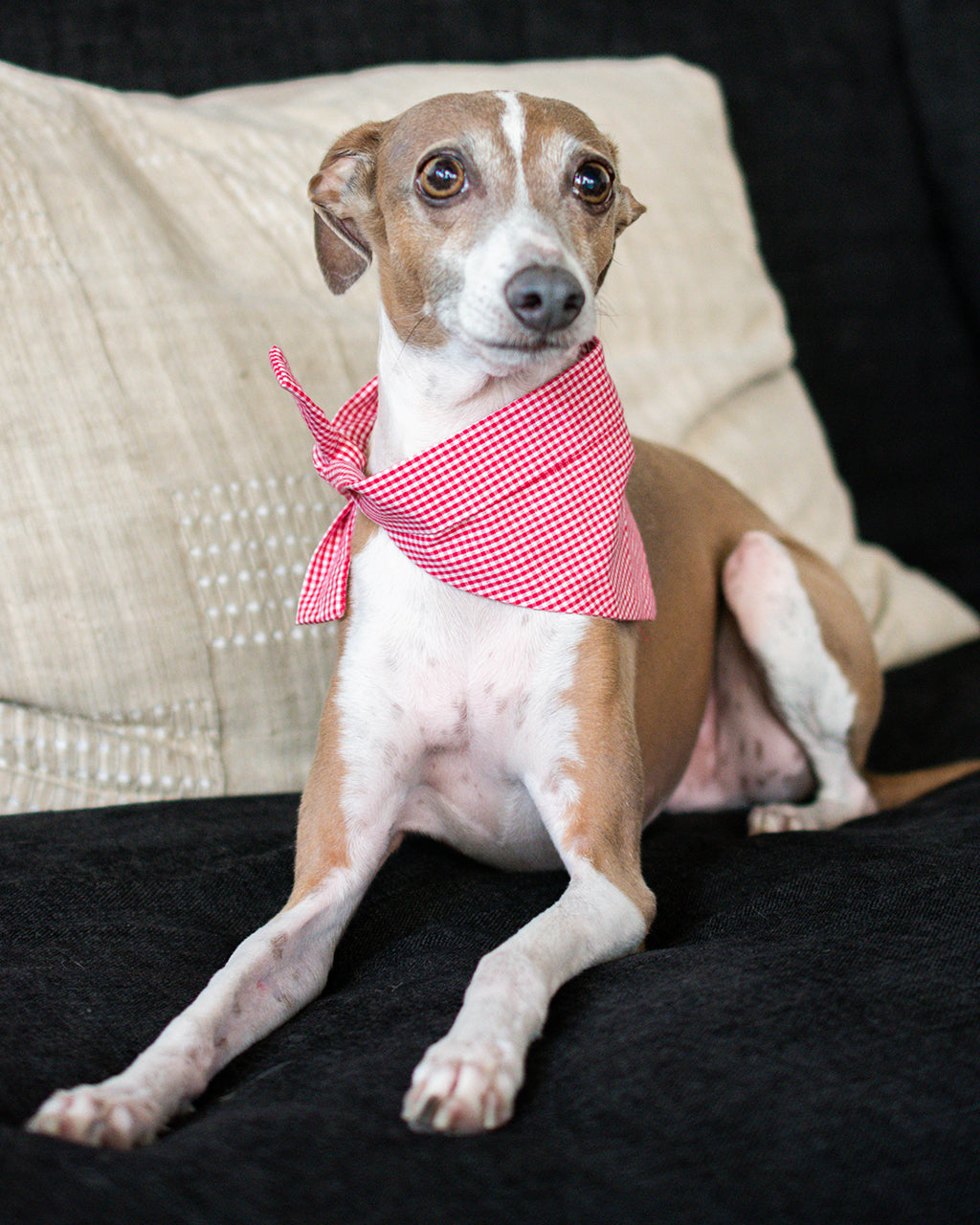 CLASSIC BANDANA - Southlake Paws