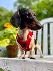 SoHo Dog Harness - Iconic Red Doodle Couture™
