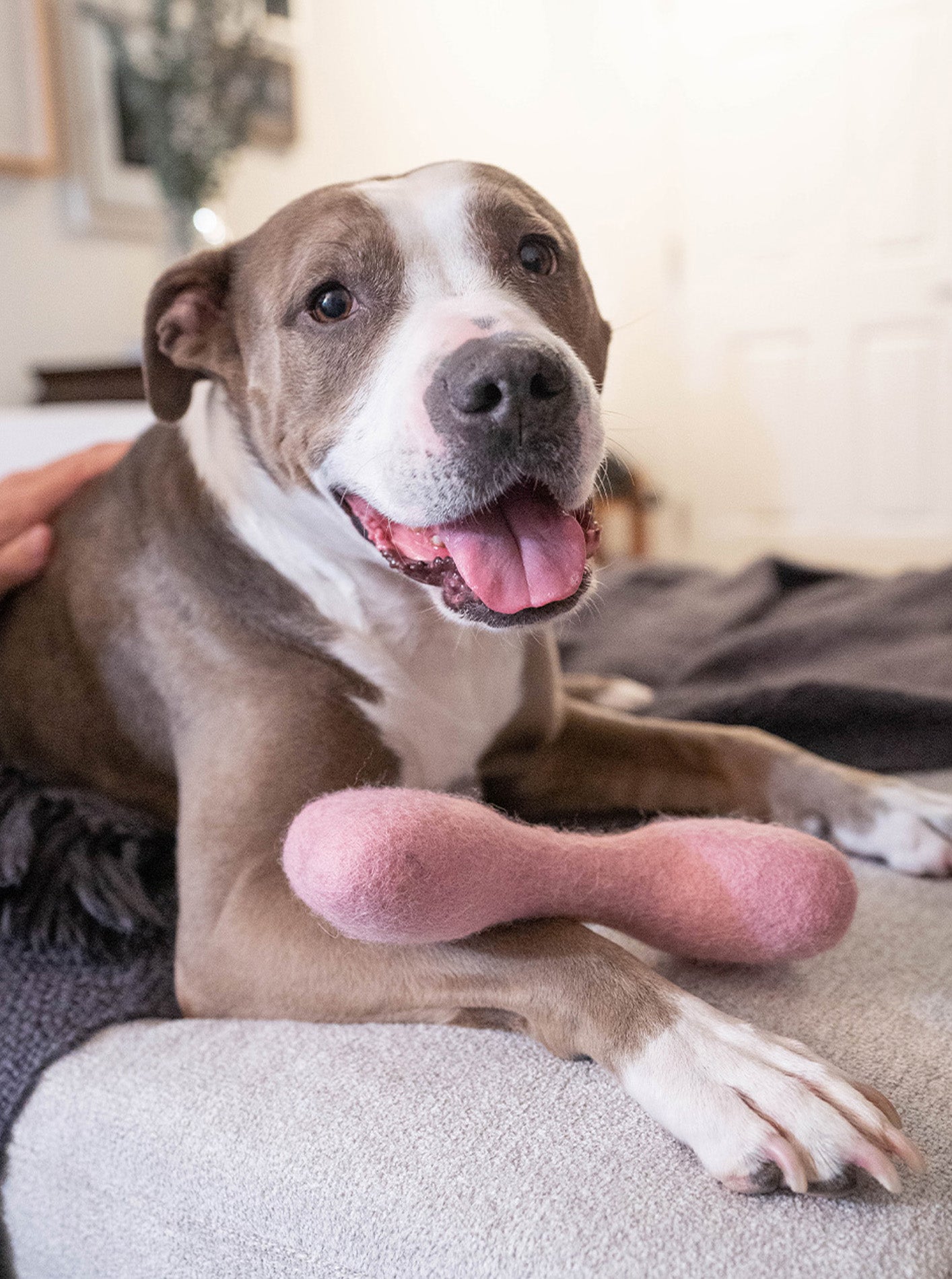 MB WOOLBONE - Southlake Paws
