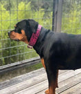 Load image into Gallery viewer, The ''Rock Python'' collar PINK
