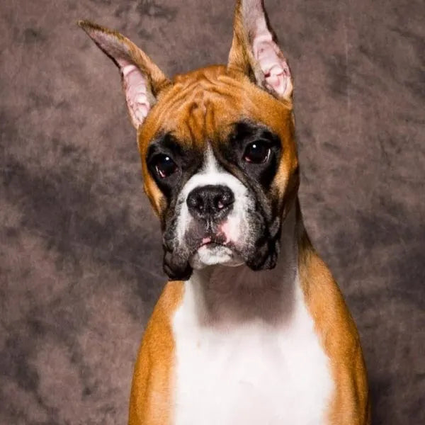 Boxer dog with a brown, black, and white coat on a gray background