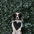 Load image into Gallery viewer, Starry Night Metallic Dog Bandana
