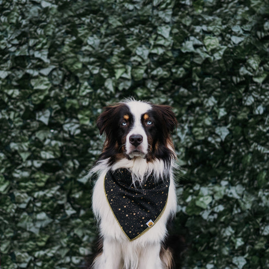 Starry Night Metallic Dog Bandana