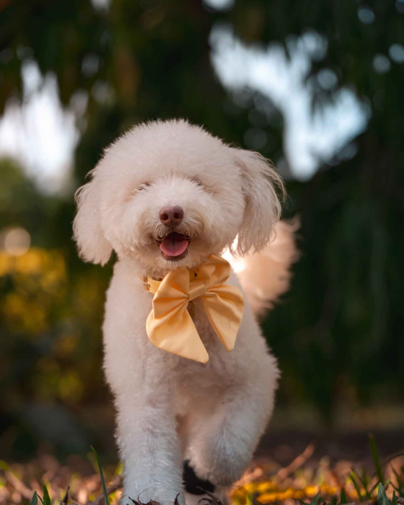 Satin Collar Bow 2.0 - Buttercream