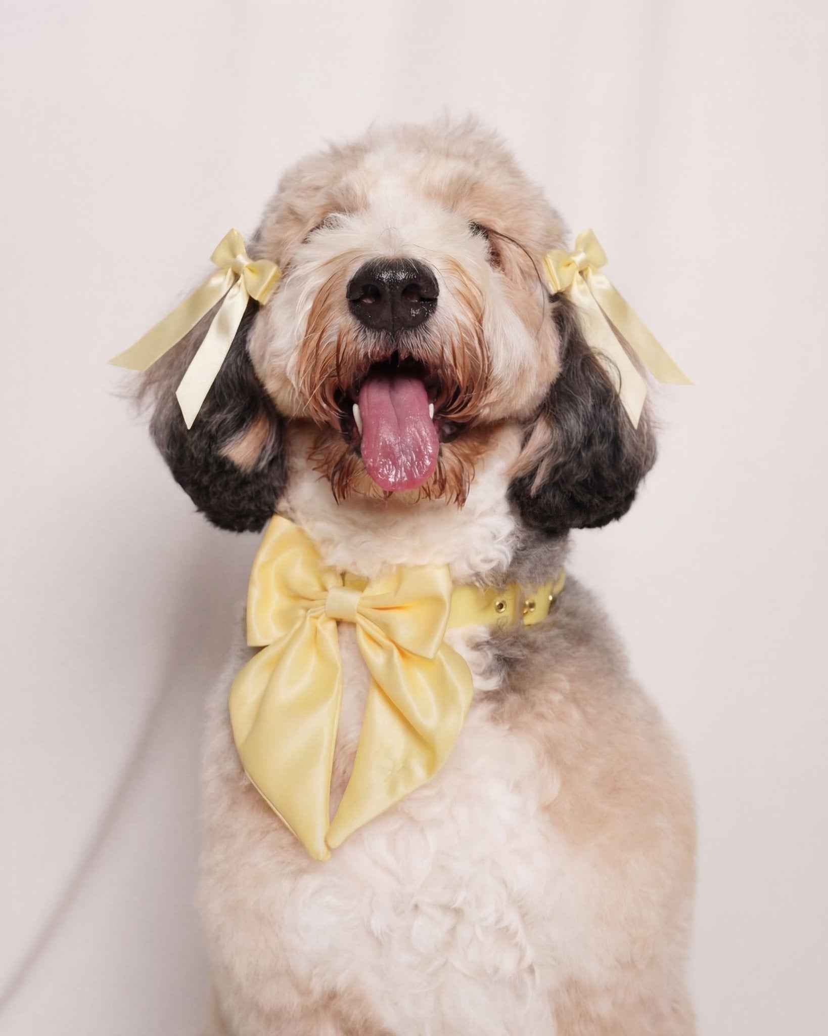 Satin Collar Bow 2.0 - Buttercream