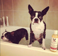 Load image into Gallery viewer, 2-in-1 Dog Shampoo + Conditioner - Coconut Scented
