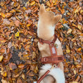 Load image into Gallery viewer, Clay - Velvet Dog Harness - Southlake Paws
