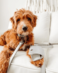 Load image into Gallery viewer, Shine Multiway Metallic Leather Leash & Poop Bag Pouch
