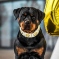 Load image into Gallery viewer, The "Maximus" collar 2.5 inch wide white & gold
