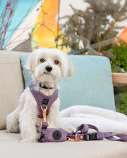 City Dog Leash - Lilac Gray 