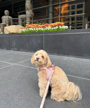 City Dog Leash - Blush 
