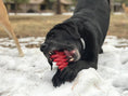 Load image into Gallery viewer, Christmas Tree Nylon Dog Chew Toy for Aggressive Chewers | USA Made & FDA Compliant

