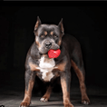 Load image into Gallery viewer, Heart on a String Dog Toy - Durable Rubber Tug Toy for Large Dogs | USA Made
