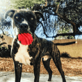 Load image into Gallery viewer, Heart on a String Dog Toy - Durable Rubber Tug Toy for Large Dogs | USA Made
