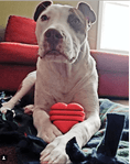 Load image into Gallery viewer, Heart on a String Dog Toy - Durable Rubber Tug Toy for Large Dogs | USA Made
