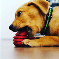 Load image into Gallery viewer, Heart on a String Dog Toy - Durable Rubber Tug Toy for Large Dogs | USA Made
