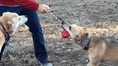 Load image into Gallery viewer, Heart on a String Dog Toy - Durable Rubber Tug Toy for Large Dogs | USA Made
