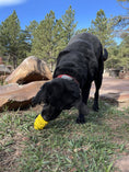 Load image into Gallery viewer, Honey Bear eDispenser - Durable Rubber Treat Dispenser for Dogs | USA Made
