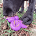 Load image into Gallery viewer, Butterfly Nylon Chew & Enrichment Toy | 2-in-1 for Aggressive Chewers | SodaPup
