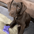 Load image into Gallery viewer, Butterfly Nylon Chew & Enrichment Toy | 2-in-1 for Aggressive Chewers | SodaPup
