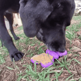 Load image into Gallery viewer, Butterfly Nylon Chew & Enrichment Toy | 2-in-1 for Aggressive Chewers | SodaPup
