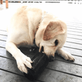 Load image into Gallery viewer, SP Magnum Can Toy eDispenser Ultra Durable Rubber Chew Toy & Treat Dispenser - Power Chewers
