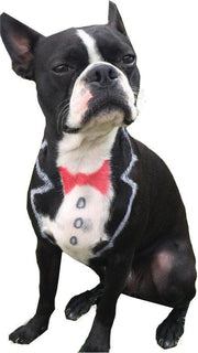 Critter Color - Temporary Pet Fur Coloring/Dog Dye