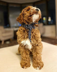 Load image into Gallery viewer, CLASSIC NECKTIE - Southlake Paws
