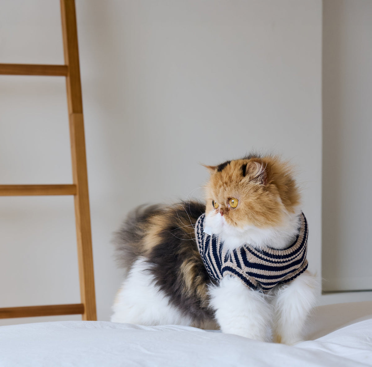 Nooee Pet Polo Wool Sweater – 100% Wool Knit with Classic Collar