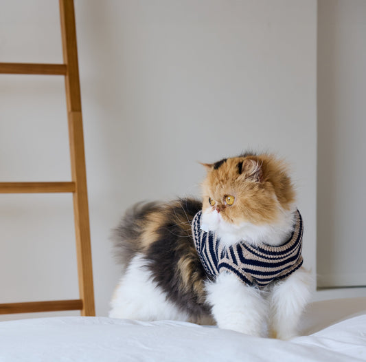 Nooee Pet Polo Wool Sweater – 100% Wool Knit with Classic Collar