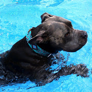 Saint Tropez Sambboho dog collar (with center D-ring)