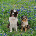 Load image into Gallery viewer, Sunshiney Florals Dog Bandana
