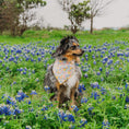 Load image into Gallery viewer, Sunshiney Florals Dog Bandana
