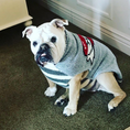 Load image into Gallery viewer, Tattooed Mom Dog Sweater
