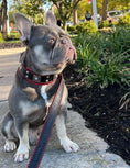Load image into Gallery viewer, The "Eros" collar 2 inch wide
