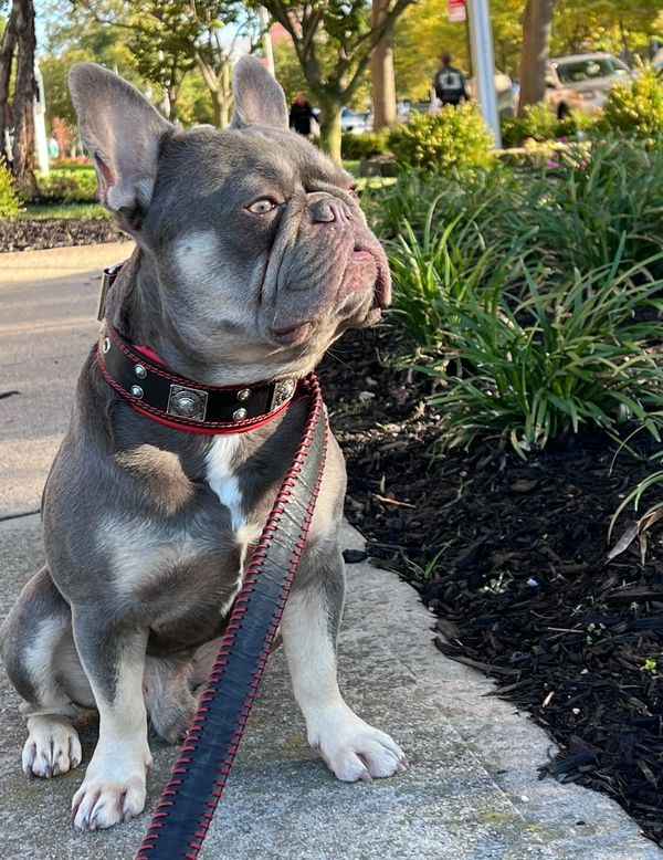 The "Eros" collar 2 inch wide